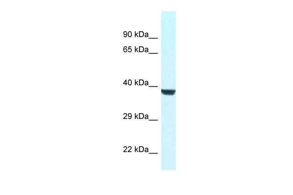 1 - Wdr45l antibody - N-terminal region AI10693