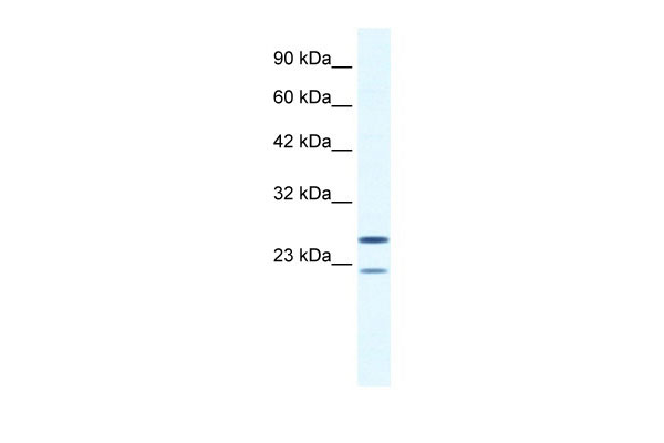1 - TRIM14 antibody - N-terminal region AI10719