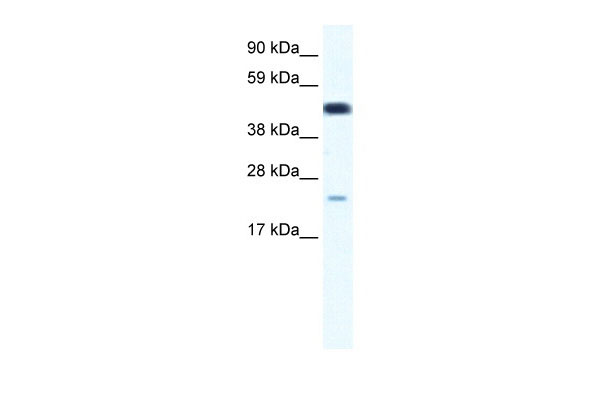 1 - TCF7 antibody - middle region AI10731