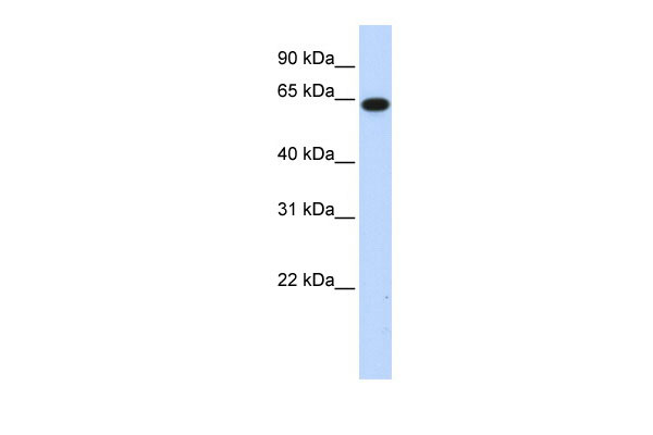 1 - C1orf2 antibody - N-terminal region AI10734