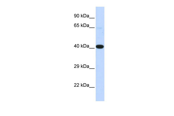 1 - HSF2BP antibody - N-terminal region AI10742