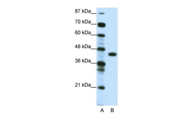 1 - ZNF396 antibody - middle region AI10746