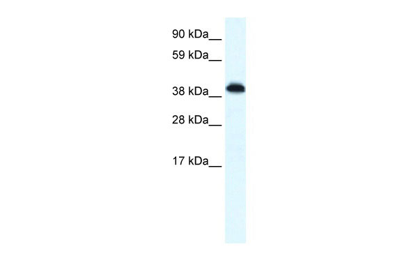 1 - ZNF568 antibody - N-terminal region AI10749