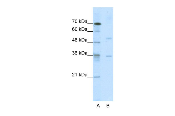 1 - DIDO1 antibody - N-terminal region AI10750