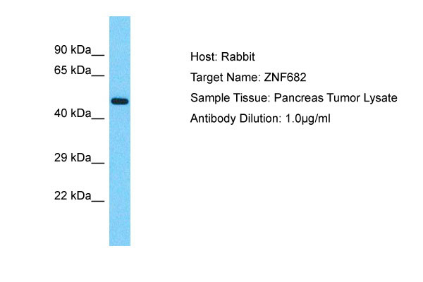 1 - ZNF682 Antibody - N-terminal region AI10753