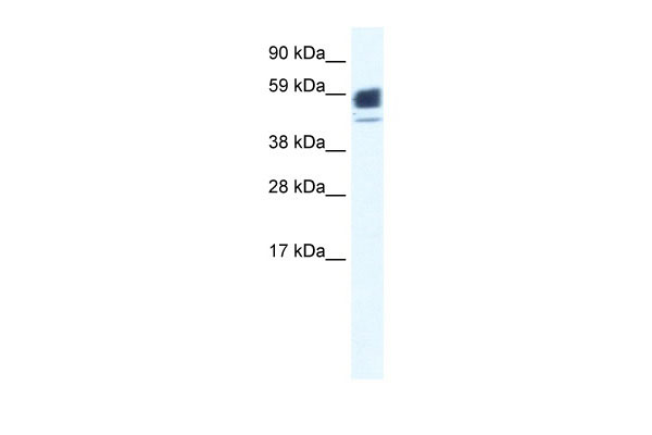 1 - CHRNA1 antibody - N-terminal region AI10757