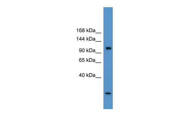 1 - Clcn1 antibody - C-terminal region AI10758