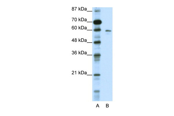 1 - KCNG1 antibody - N-terminal region AI10783
