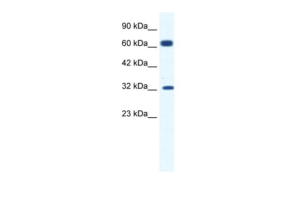 1 - KCNN1 antibody - C-terminal region AI10787