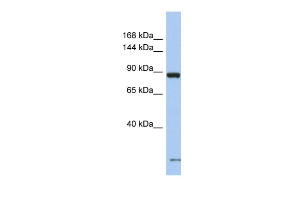 1 - SCN7A Antibody - N-terminal region AI10792