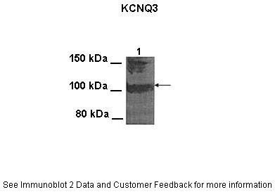 1 - Kcnq3 antibody - middle region AI10796