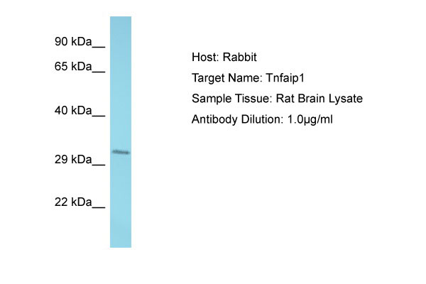 1 - Tnfaip1 Antibody - C-terminal region AI10818