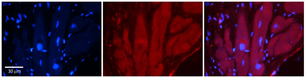 2 - TRPV4 Antibody - N-terminal region AI10820