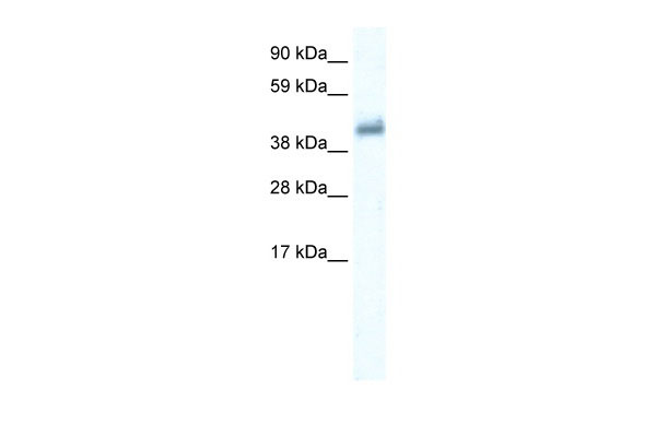 1 - GABRE antibody - middle region AI10822