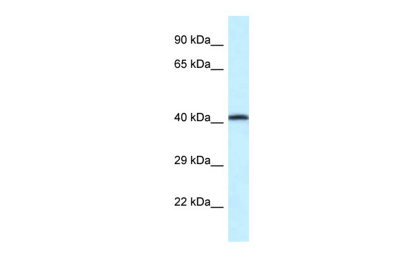 1 - P2rx2 antibody - middle region AI10833