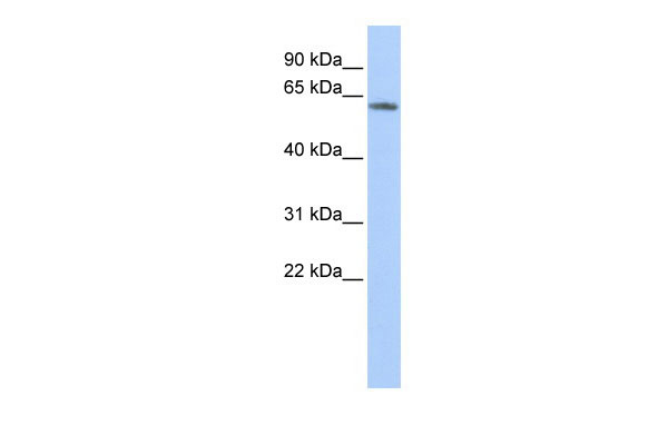 1 - KCNG4 antibody - N-terminal region AI10845