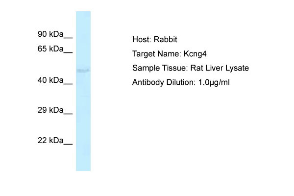 1 - Kcng4 Antibody - middle region AI10846