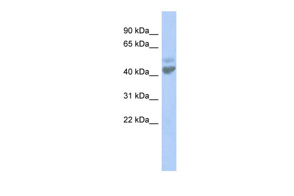 1 - LGICZ1 antibody - N-terminal region AI10852