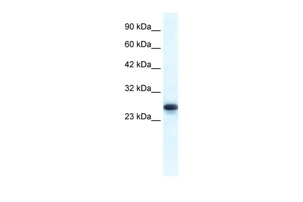 1 - HMGB1 antibody - middle region AI10861