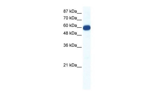 1 - SLC18A1 antibody - N-terminal region AI10863