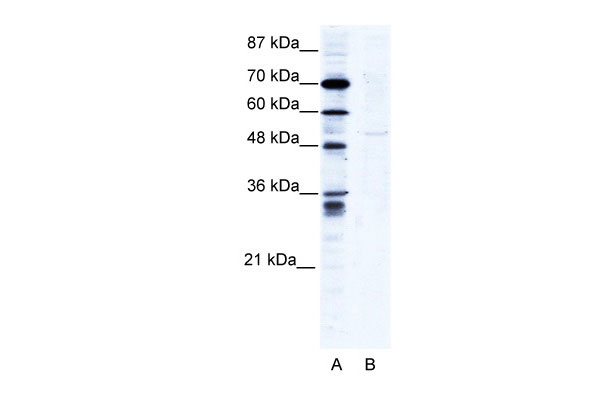 1 - ZNF134 antibody - N-terminal region AI10867