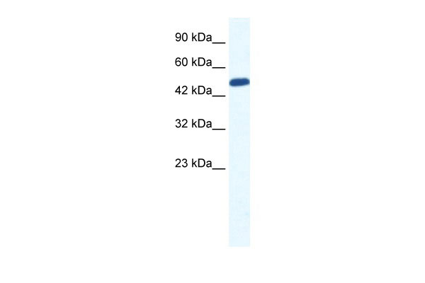 1 - ZNF239 antibody - N-terminal region AI10878