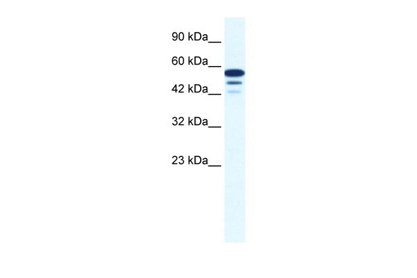 1 - ZNF230 antibody - N-terminal region AI10881