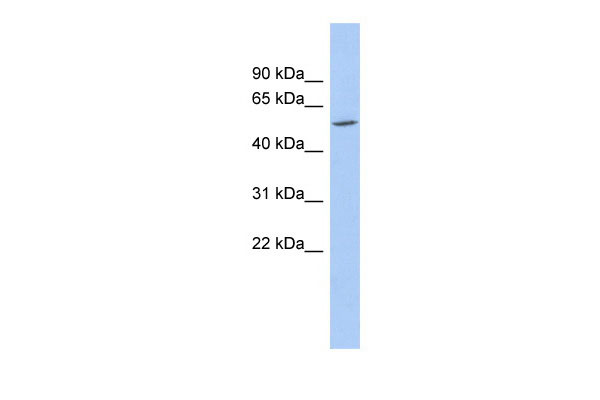 1 - ZNF230 antibody - N-terminal region AI10882