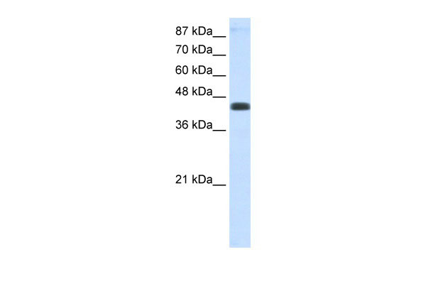 1 - ZNF271 antibody - N-terminal region AI10886