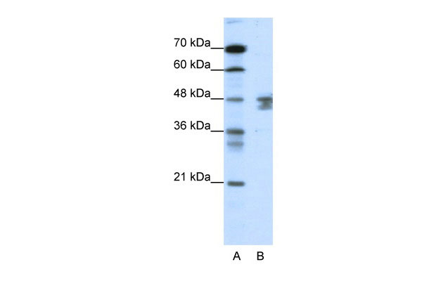 1 - ZNF271 antibody - N-terminal region AI10887