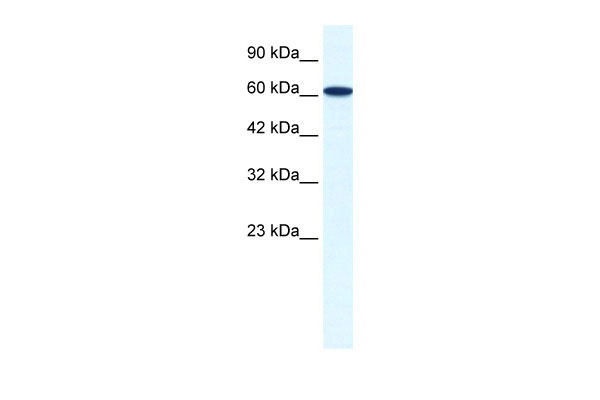 1 - ZNF266 antibody - N-terminal region AI10889