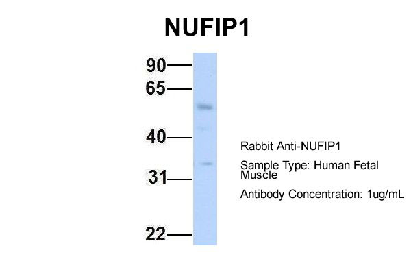 1 - NUFIP1 antibody - N-terminal region AI10899