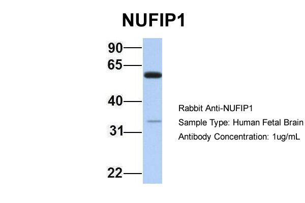 1 - NUFIP1 antibody - N-terminal region AI10899