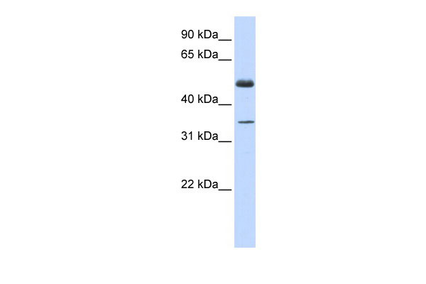 1 - ZNF223 antibody - middle region AI10901