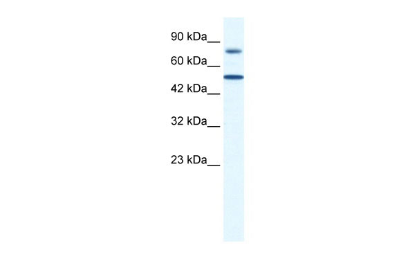 1 - ZNF223 antibody - N-terminal region AI10902