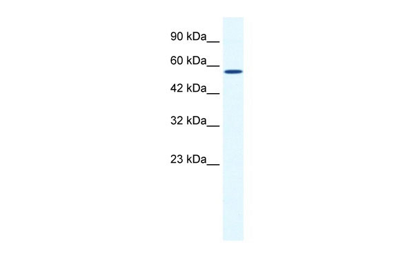 1 - BTBD15 antibody - C-terminal region AI10903