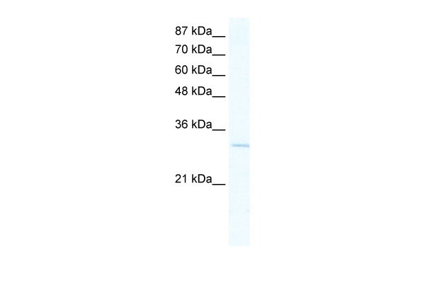 1 - VGLL1 antibody - N-terminal region AI10907