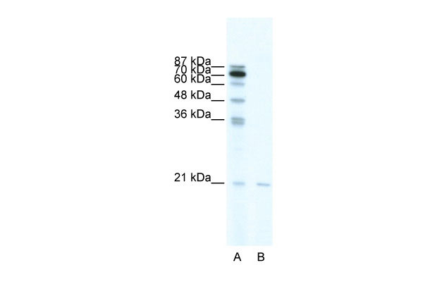 1 - SCAND1 antibody - middle region AI10910