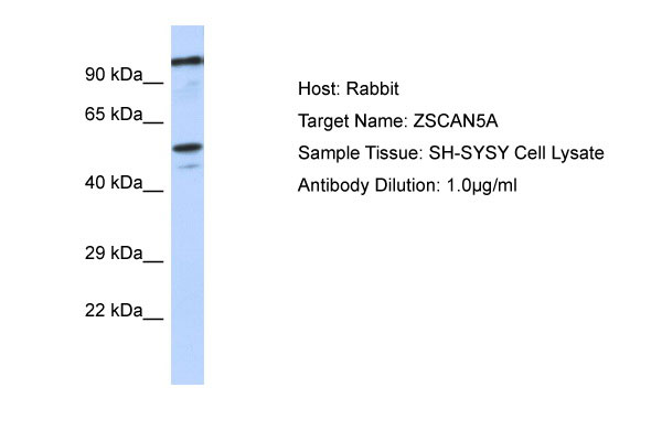 1 - ZSCAN5A Antibody - middle region AI10925