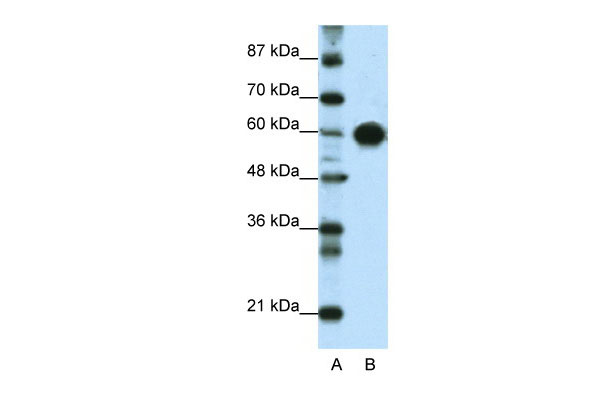 1 - ZSCAN5 antibody - middle region AI10926