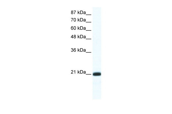 1 - RAXL1 antibody - N-terminal region AI10931