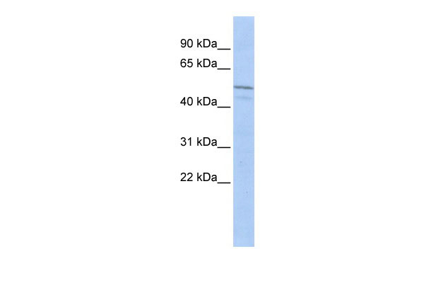 1 - ZIM3 antibody - middle region AI10937