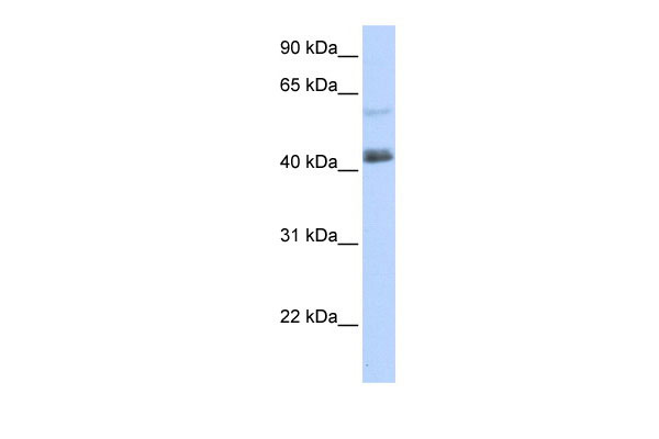 1 - PRDM15 antibody - C-terminal region AI10940