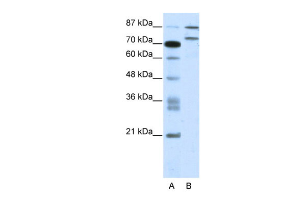1 - ZNF709 antibody - N-terminal region AI10950