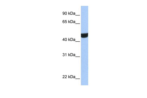 1 - ZNF550 antibody - N-terminal region AI10953