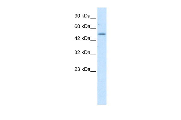 1 - ZNF683 antibody - N-terminal region AI10957