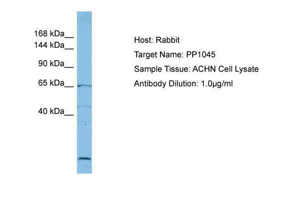 1 - PP1045 Antibody - C-terminal region AI10969