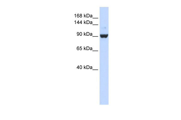 1 - DHX34 antibody - middle region AI10981