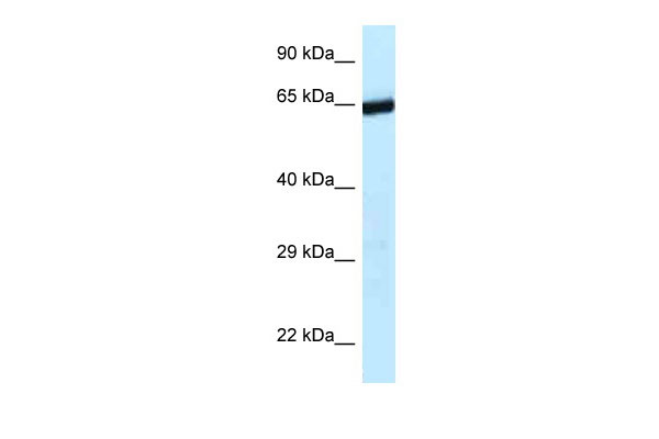 1 - 9330134C04Rik antibody - C-terminal region AI10987