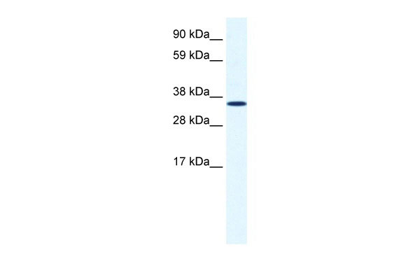 1 - ANXA2 antibody - C-terminal region AI11001